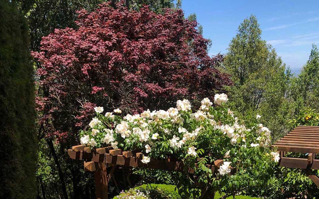 Mill Valley