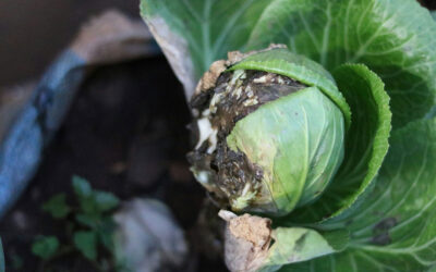 10 Common Vegetable Gardening Mistakes in Northern California—and How to Avoid Them