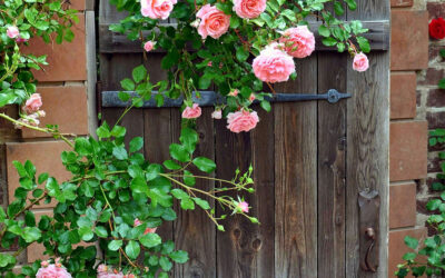 How to Train and Prune Climbing Roses on a Fence in Northern California