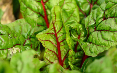 Top 10 Shade-Loving Vegetables: The Best Veggies to Grow in Shade in Northern California